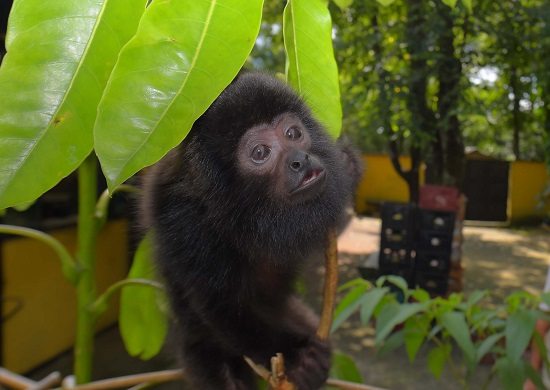 Guarulhos investiga mais duas mortes de macaco e intensifica vacinação