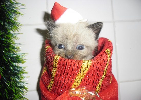 Feira de Adoção de Natal espera dar um lar a cerca de 30 animais