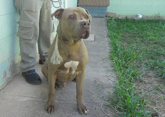 Sábado é dia de feira de adoção de animais no CCZ