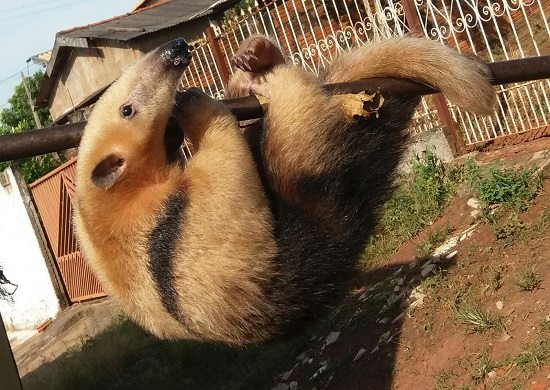 Corpo de Bombeiros resgata tamanduá em residência em Presidente Prudente
