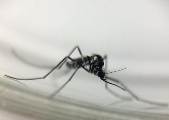 Brasil tem 98 mortes devido à febre amarela desde julho