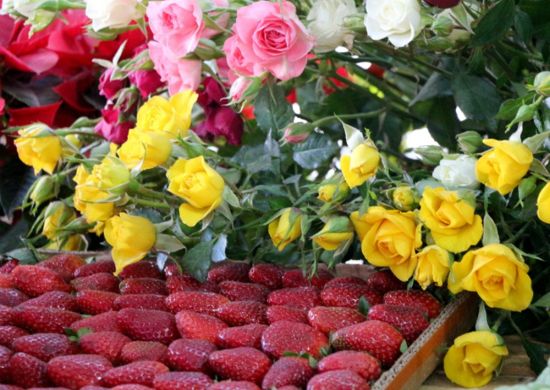 Atibaia – Projeto no Senado propõe título de ‘Capital Nacional do Morango’