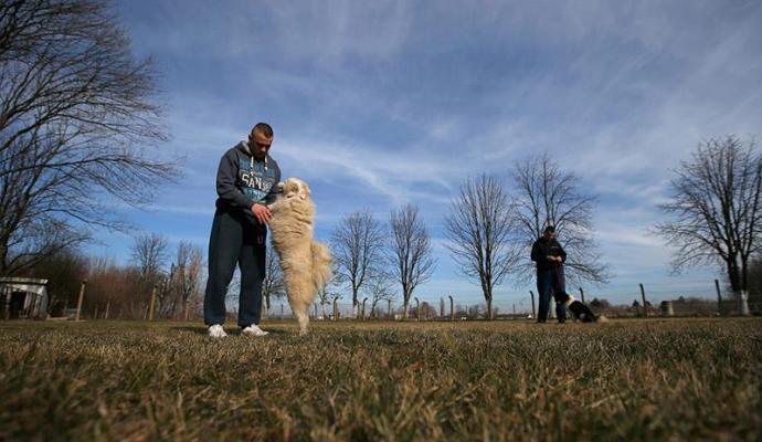 Presos cuidam de cães abandonados em cadeia pública