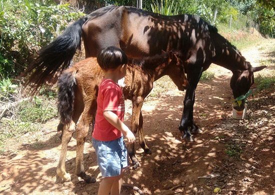 Cavalos resgatados pela Prefeitura são adotados