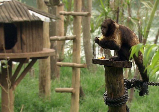 Zoológico de SP, Zoo Safári e Jardim Botânico são reabertos