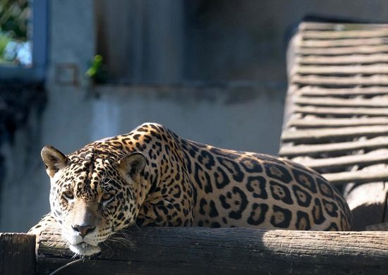 Zoológico de Guarulhos tem programação variada para crianças