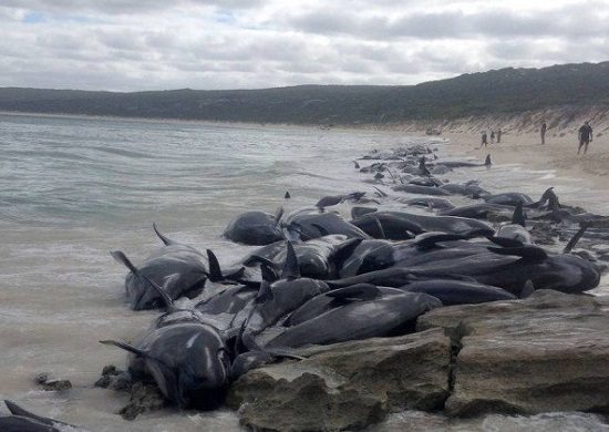 Mais de 130 baleias-piloto morrem encalhadas em baía na Austrália
