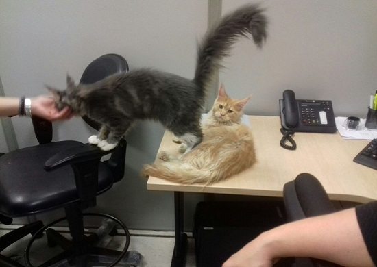 PF prende russo desembarcando com gatos e cachorro em condições insalubres no Aeroporto de Guarulhos