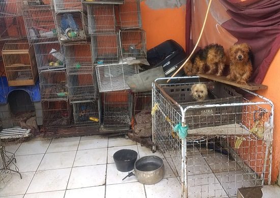 Polícia encontra mais de 100 cães e aves silvestres em casa na Zona Leste de São Paulo