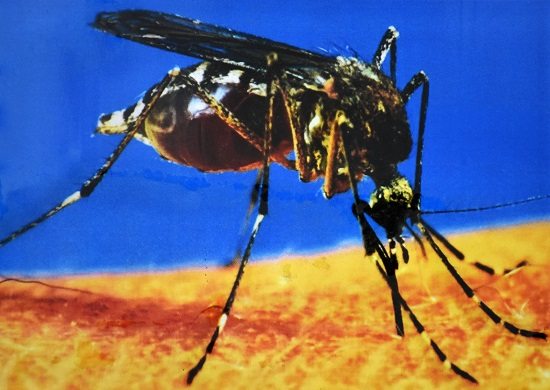 Instituto Adolfo Lutz confirma mais cinco mortes por febre amarela silvestre em Guarulhos