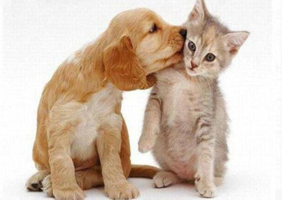 Hospital Veterinário de Guarulhos fornece serviço a baixo custo