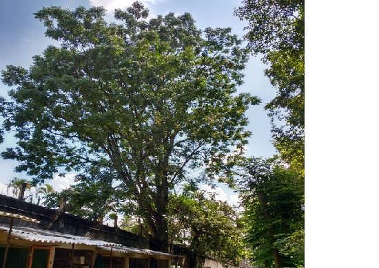 Prefeitura retira árvore que oferece risco na área do Zoológico de Guarulhos
