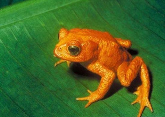Dia Mundial para Preservação dos Anfíbios tem atividade no Bosque Maia neste sábado(28)