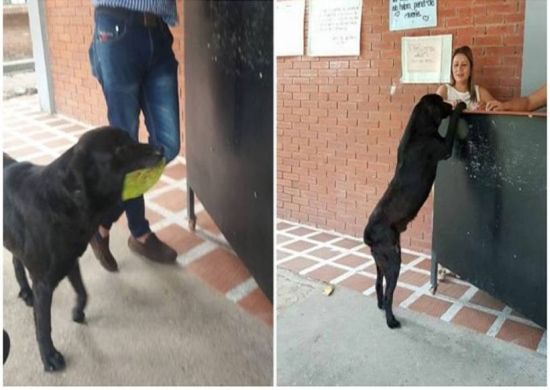 Cão vê alunos comprando lanche em cantina e entrega folha para ganhar biscoito