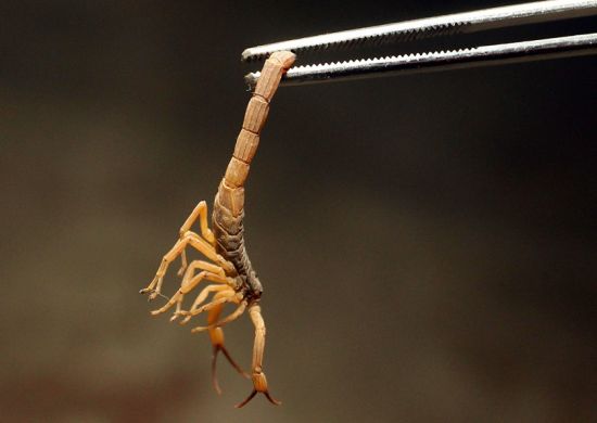 Criança de 5 anos morre após ser picada por escorpião em Araçatuba