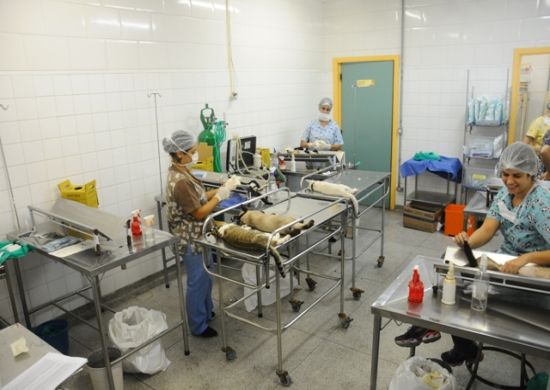Prefeitura agenda castração gratuita para 1,4 mil cães e gatos