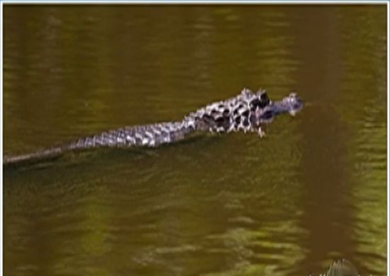 Operação tenta capturar jacaré em lagoa de sítio em Mogi das Cruzes