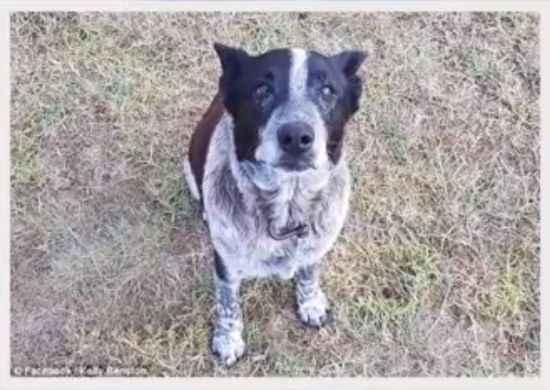 Cão surdo e parcialmente cego ajuda a resgatar menina desaparecida