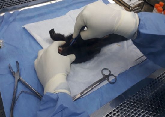 Mais dois macacos são encontrados mortos em Mogi das Cruzes