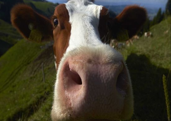 Homens são presos com 4 vacas roubadas dentro de Fiat Uno