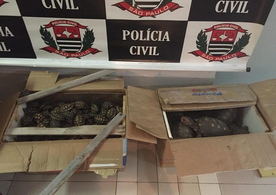 Polícia apreende 427 jabutis, mais de 20 macacos, iguanas e gaviões dentro de ônibus em Guarulhos