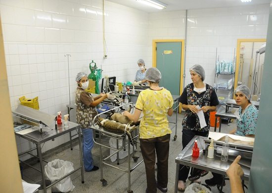 Prefeitura agenda 925 castrações de cães e gatos para junho