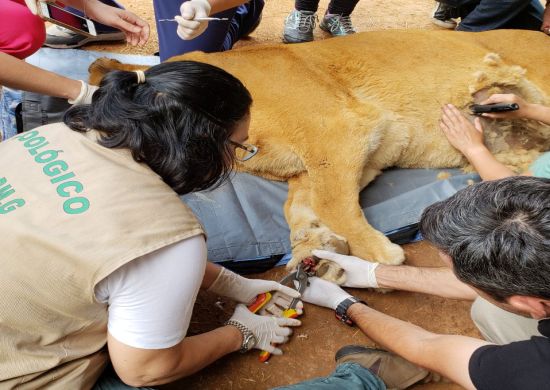 Equipe do Zoológico de Guarulhos realiza exames na leoa Maia