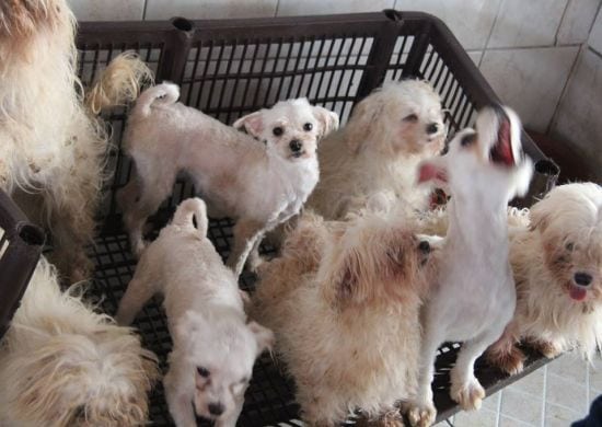 Polícia Civil resgata 116 cães em canil clandestino na zona sul de SP