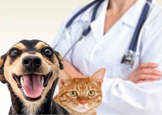 Campanha de castração de cães e gatos oferece mil vagas em Guarulhos