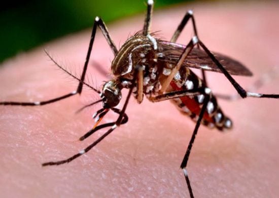 Cidade registra morte por dengue e alerta para infestação do mosquito