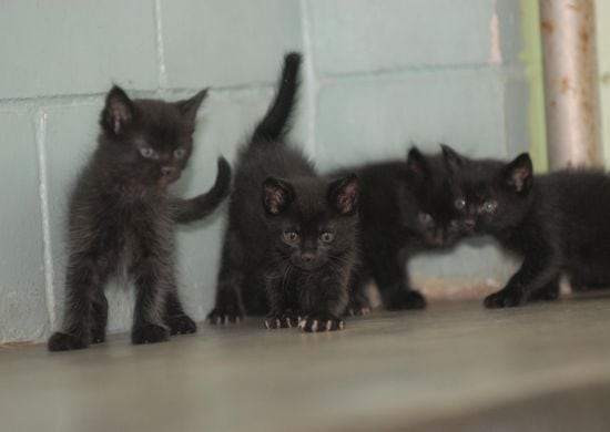 Proteção Animal promove agendamento para castração no Cabuçu