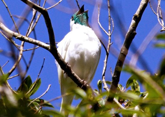 Guarulhos possui 774 espécies de animais silvestres listados