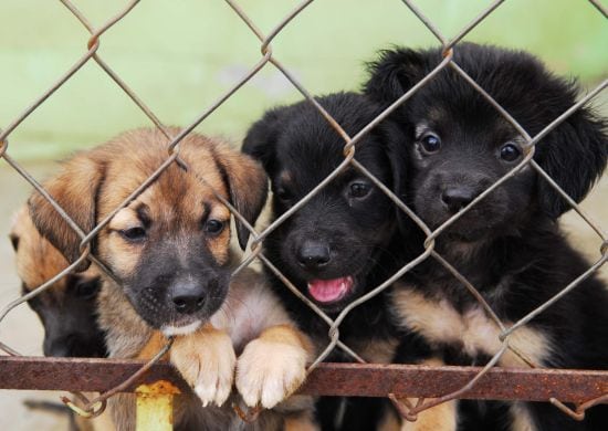 Centro de Controle de Zoonoses lança ciclo de palestras à população