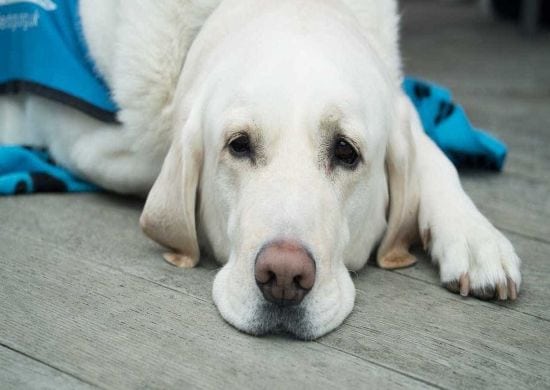 Justiça condena motorista que recusou transportar cão-guia