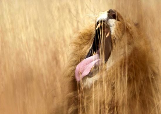 Caçadores são devorados por leões em reserva na África do Sul