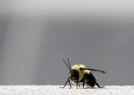 Ataque de abelhas mata 18 cães e fere cerca de 30 no DF