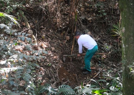 Prefeitura lança projeto de replantio de árvores em parques públicos