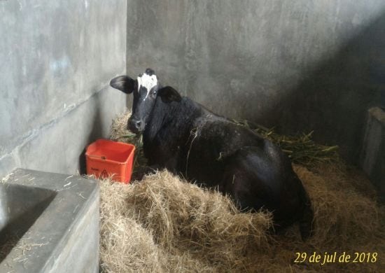 Vaca acidentada é resgatada em avenida de Cumbica