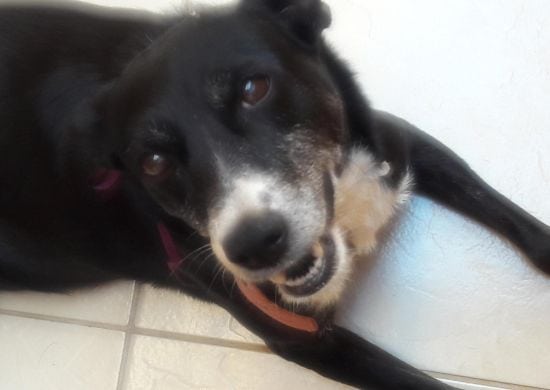 Prefeitura distribui mais 500 senhas para castração de cães e gatos