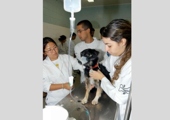 Prefeitura realiza novo agendamento para castração de cães e gatos