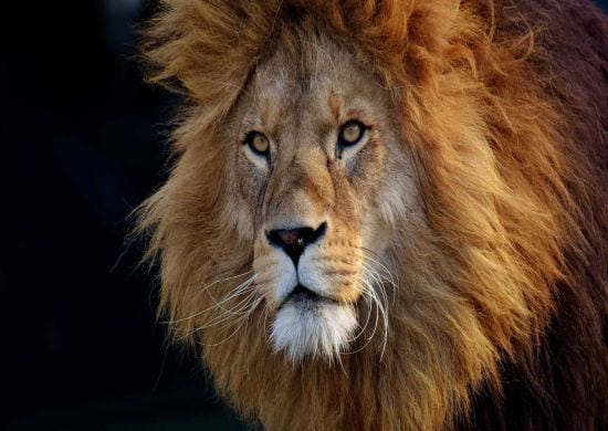 Restituição do 3º lote do imposto de renda será paga em 15 de agosto