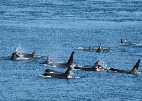 Grupo de orcas é avistado em praias de Ilhabela, no litoral norte