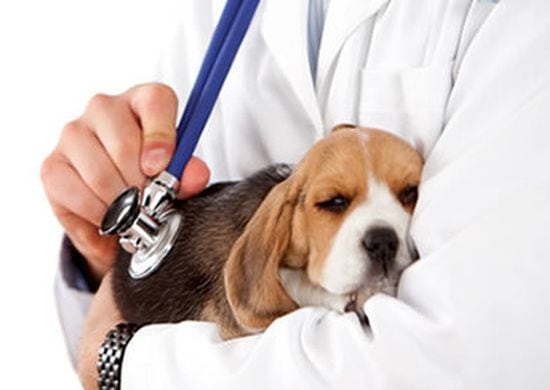 Hospital Veterinário da UNG retoma agendamentos de consultas