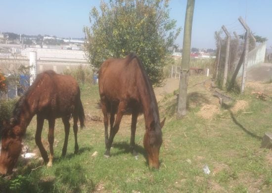 Prefeitura recolhe cavalos abandonados no Jardim Santos Dumont