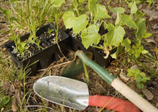 Educação Ambiental promove oficina de dicas de jardinagem