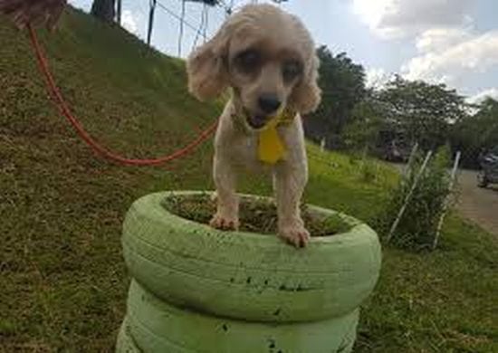 Proteção Animal atende em sede própria, no Boque Maia