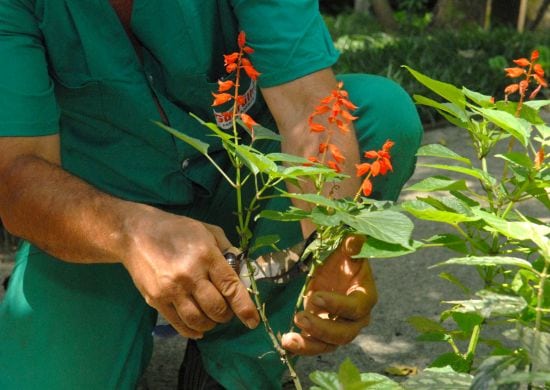 Abertas inscrições de cursos de jardineiro no Mutirão de Oportunidades