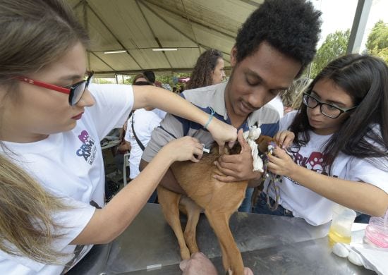 GruAnimal terá feira de adoção, vacinação, senhas para castração