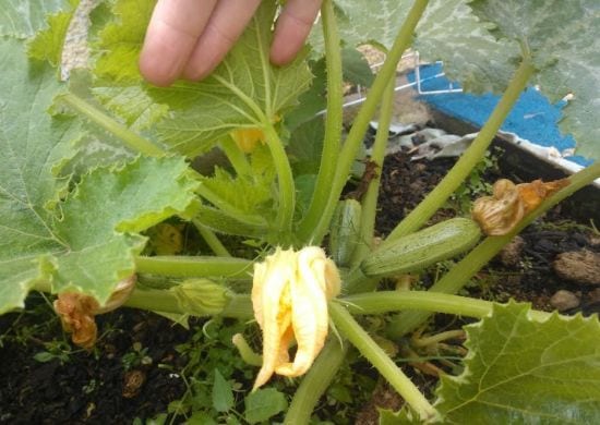 Prefeitura anuncia oficina extra gratuita de Horta Doméstica no dia 27