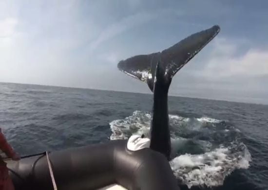 Acidente: baleia se choca contra barco no Canadá…VEJA O VÍDEO AQUI